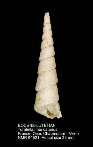EOCENE-LUTETIAN Turritella imbricatarius.jpg - EOCENE-LUTETIANTurritella imbricatariusLamarck,1804